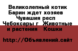  Великолепный котик Барин ждет хозяев - Чувашия респ., Чебоксары г. Животные и растения » Кошки   